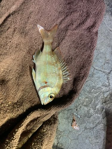 チャリコの釣果