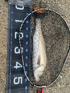 フッコ（マルスズキ）の釣果