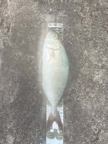 ショゴの釣果