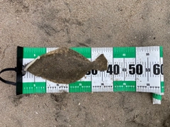 ソゲの釣果
