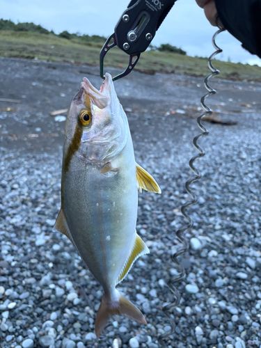ショゴの釣果