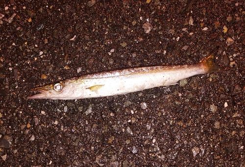 カマスの釣果