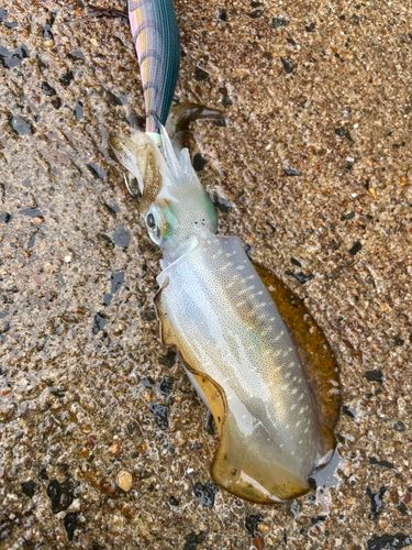 アオリイカの釣果