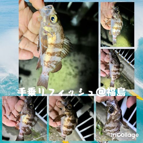 メバルの釣果