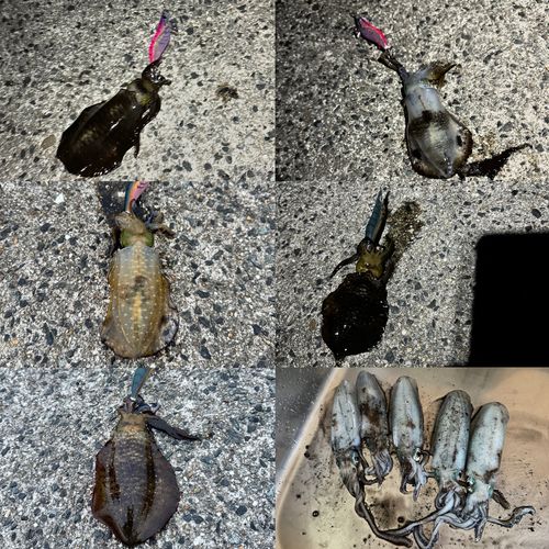 アオリイカの釣果