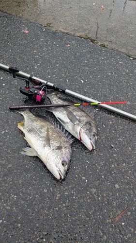 クロダイの釣果