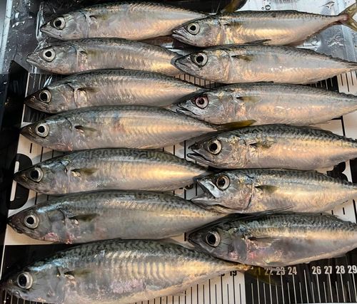 サバの釣果