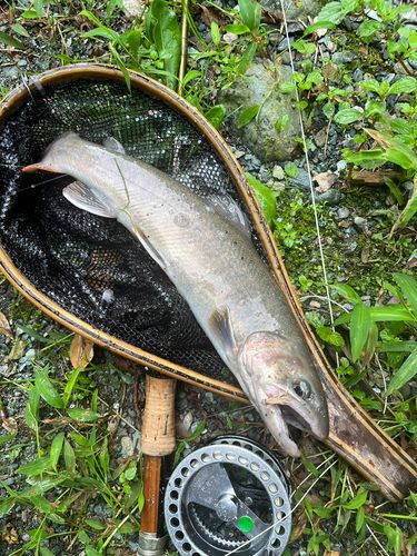 イワナの釣果