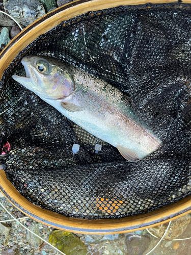 ニジマスの釣果