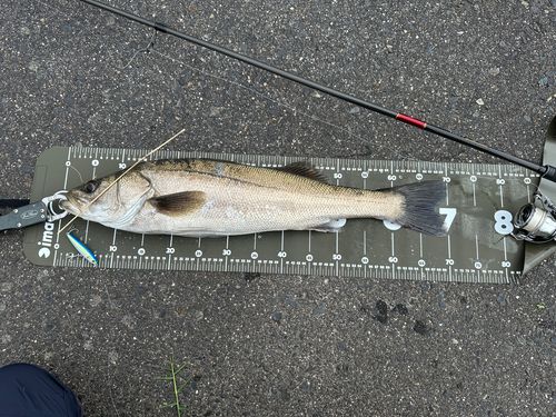 シーバスの釣果