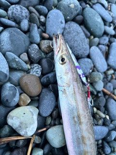 カマスの釣果