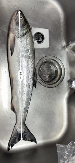 シロザケの釣果