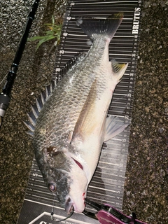 キビレの釣果
