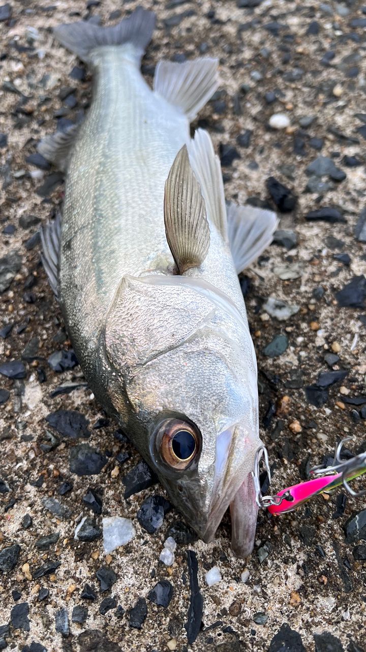 DAIWA 21モアザン ブランジーノ EX AGS 98M/MHの最安値・インプレ