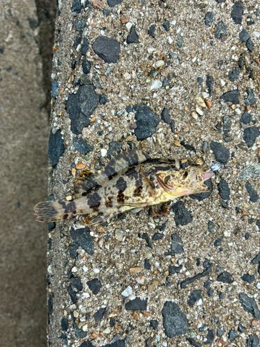 タケノコメバルの釣果