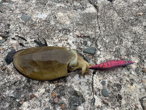 コウイカの釣果