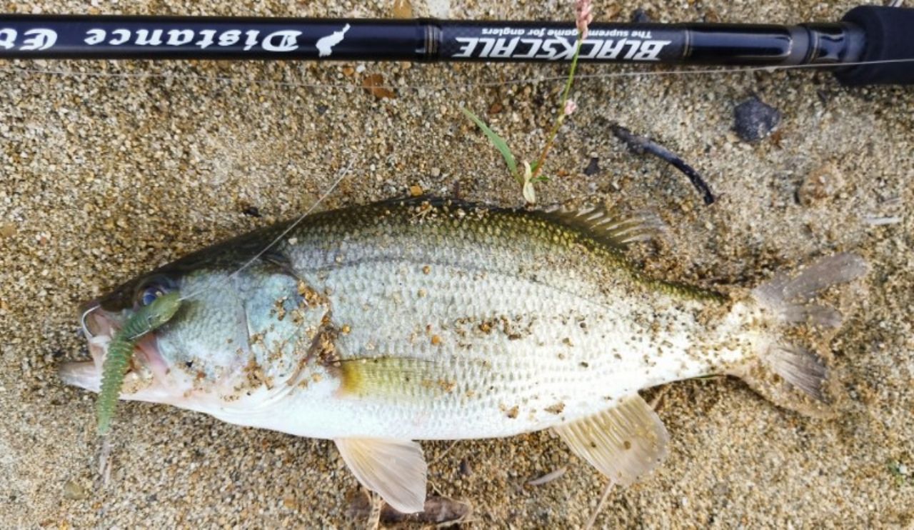 SHIMANO 21アンタレス DC XG RIGHTの最安値・インプレ・釣果 | 本音の