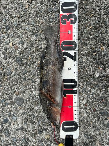 アイナメの釣果