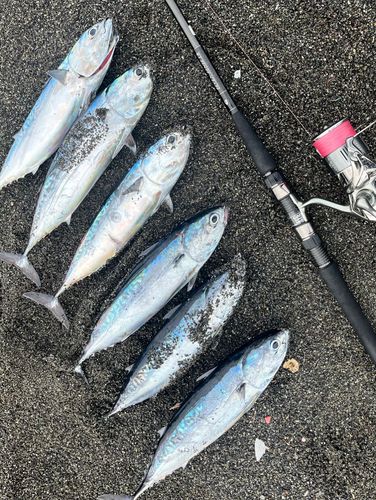 ショゴの釣果