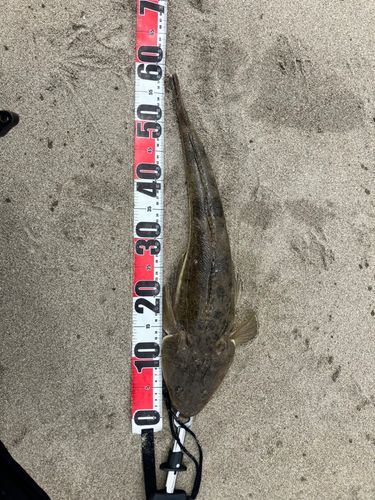 マゴチの釣果