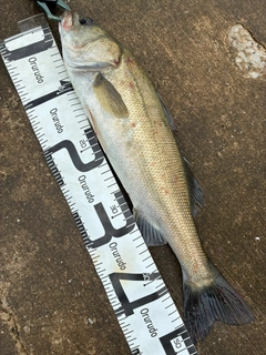 セイゴ（マルスズキ）の釣果