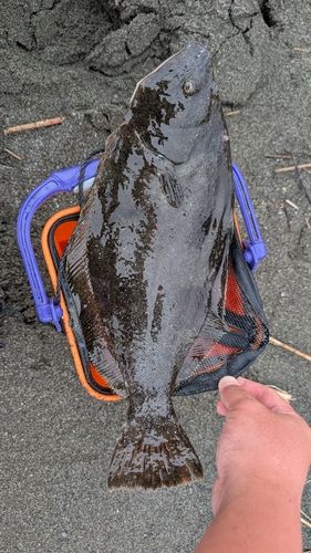 ヒラメの釣果