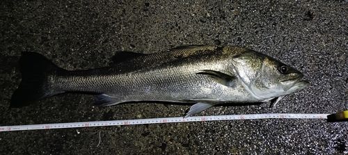 マルスズキの釣果