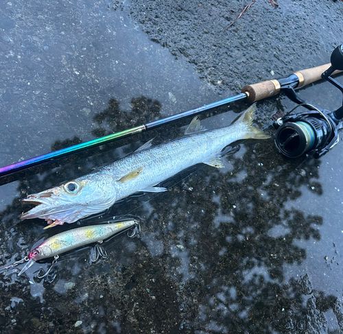 アカカマスの釣果