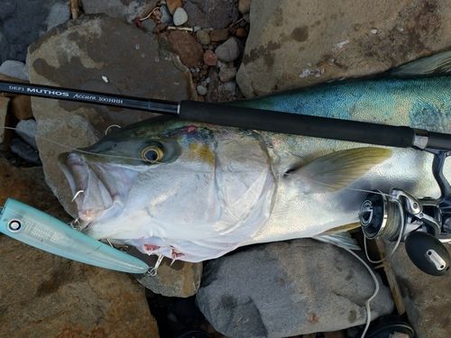 ヒラマサの釣果