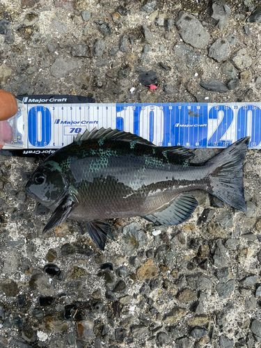メジナの釣果