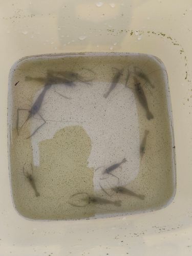 テナガエビの釣果