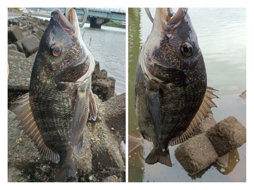 クロダイの釣果