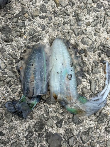 アオリイカの釣果