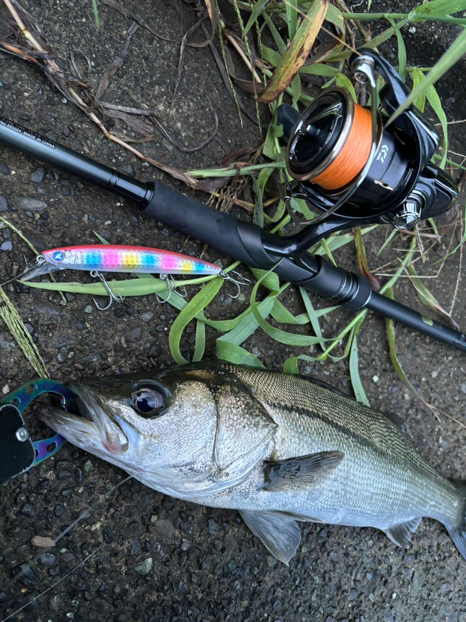 SHIMANO 23ディアルーナ S96MLの最安値・インプレ・釣果 | 本音の