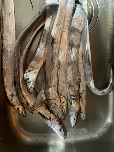 タチウオの釣果