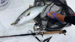ワラサの釣果