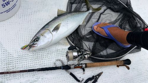 ワラサの釣果