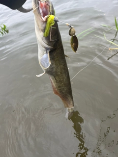 ナマズの釣果