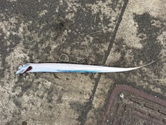 タチウオの釣果