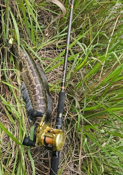 ライギョの釣果