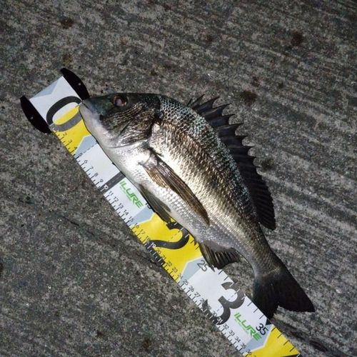 広島県で釣れたウマヅラハギの釣り・釣果情報 - アングラーズ | 釣果