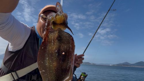 アオリイカの釣果
