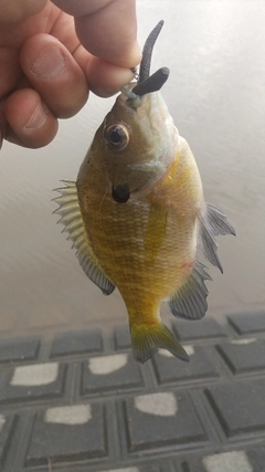 ブルーギルの釣果