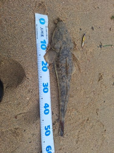 マゴチの釣果