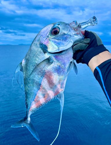 イトヒキアジの釣果