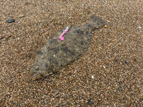 ヒラメの釣果