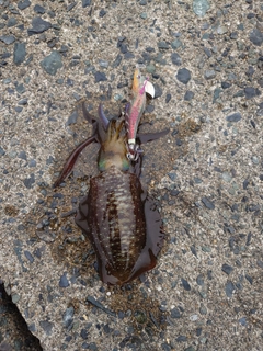 アオリイカの釣果