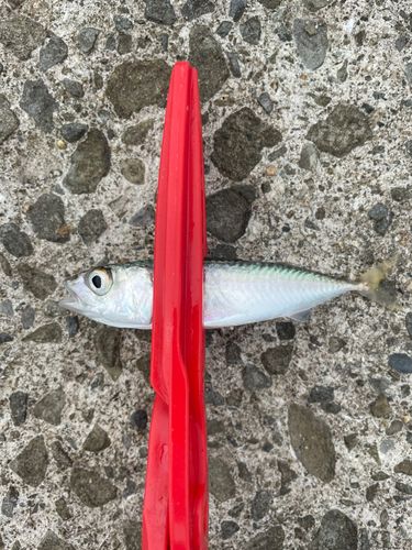 サバの釣果