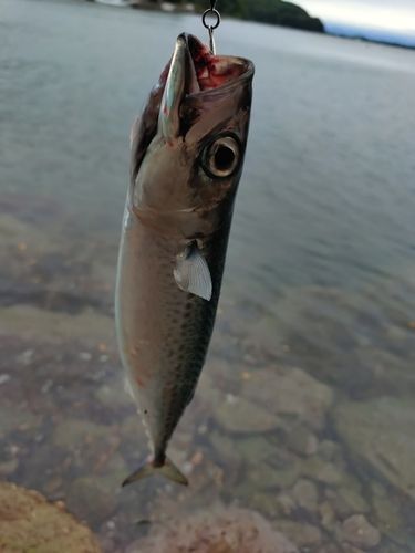 サバの釣果