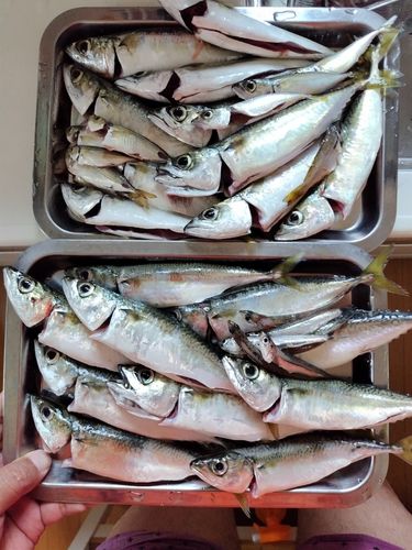 サバの釣果
